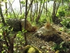 img0003