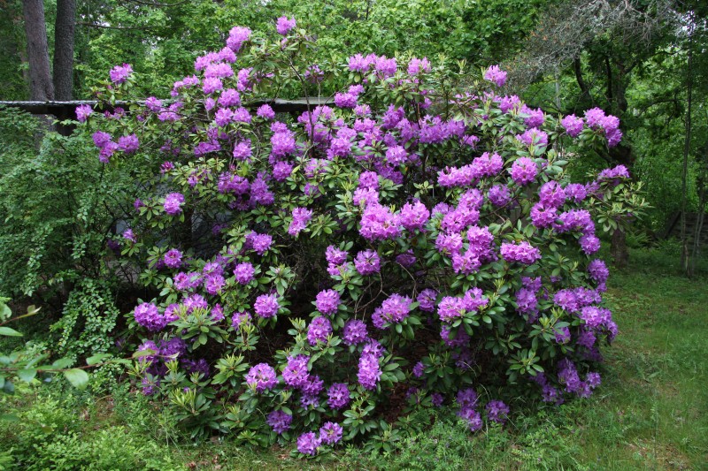 Blommande Rhododendron 